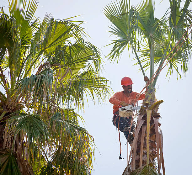 Residential Tree Removal in Tilden, NE